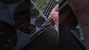 Как правильно садить семена васильков