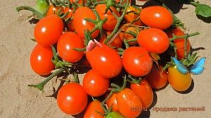 Томат обыкновенный Ангел ? обыкновенный томат Ангел обзор: как сажать, семена томата Ангел