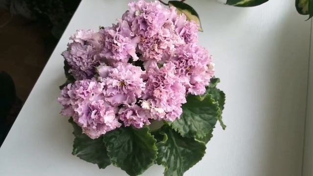 Фиалка сорт АВ-Дамасская Роза, чудо сенполия ?? смотреть онлайн