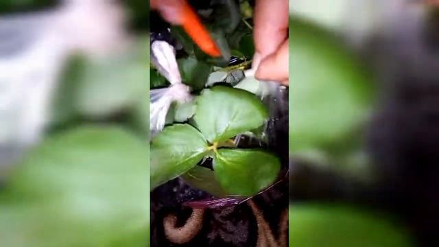 Наконец-то купила рассаду самой модной земклубники "Купчиха".А Клубнику Мальгу прислали с ягодой. смотреть онлайн