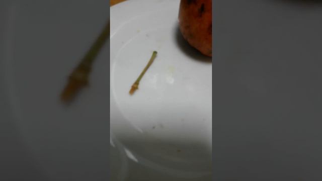 Яблоко сорта апорт съедено полностью восьмым укусом, потому что сочное и вкусное, только черешок ос смотреть онлайн