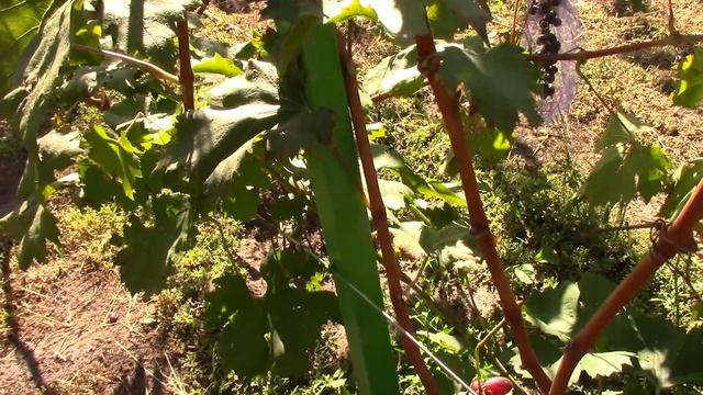 #74 В гостях у Люмина А.В. Поздние г/ф винограда. Рекомендации по вызреванию лозы. (15.09.2021) смотреть онлайн