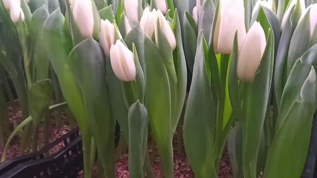 Тюльпаны сорт Update .Tulipa Update . смотреть онлайн