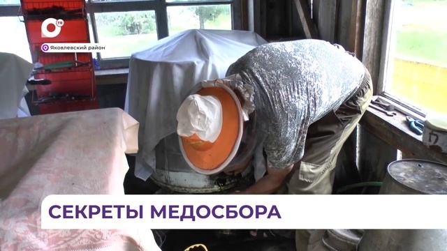 Сбор липового меда пчеловоды Приморья закончили, на очереди цветочный мед смотреть онлайн