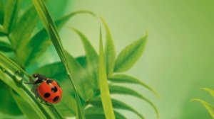 10 фактов о божьих коровках