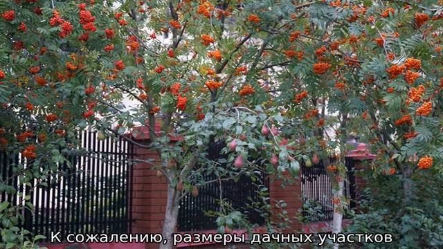 Совместимость плодовых деревьев и кустарников смотреть онлайн
