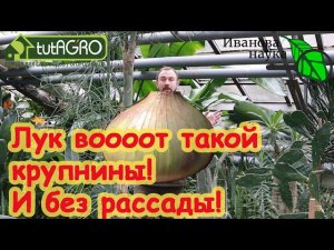 ВСЕГО ОДНО УСЛОВИЕ и ЛУК ВЫРАСТЕТ ОТЛИЧНЫМ и КРУПНЫМ! Лук чернушкой, севком или рассадой?