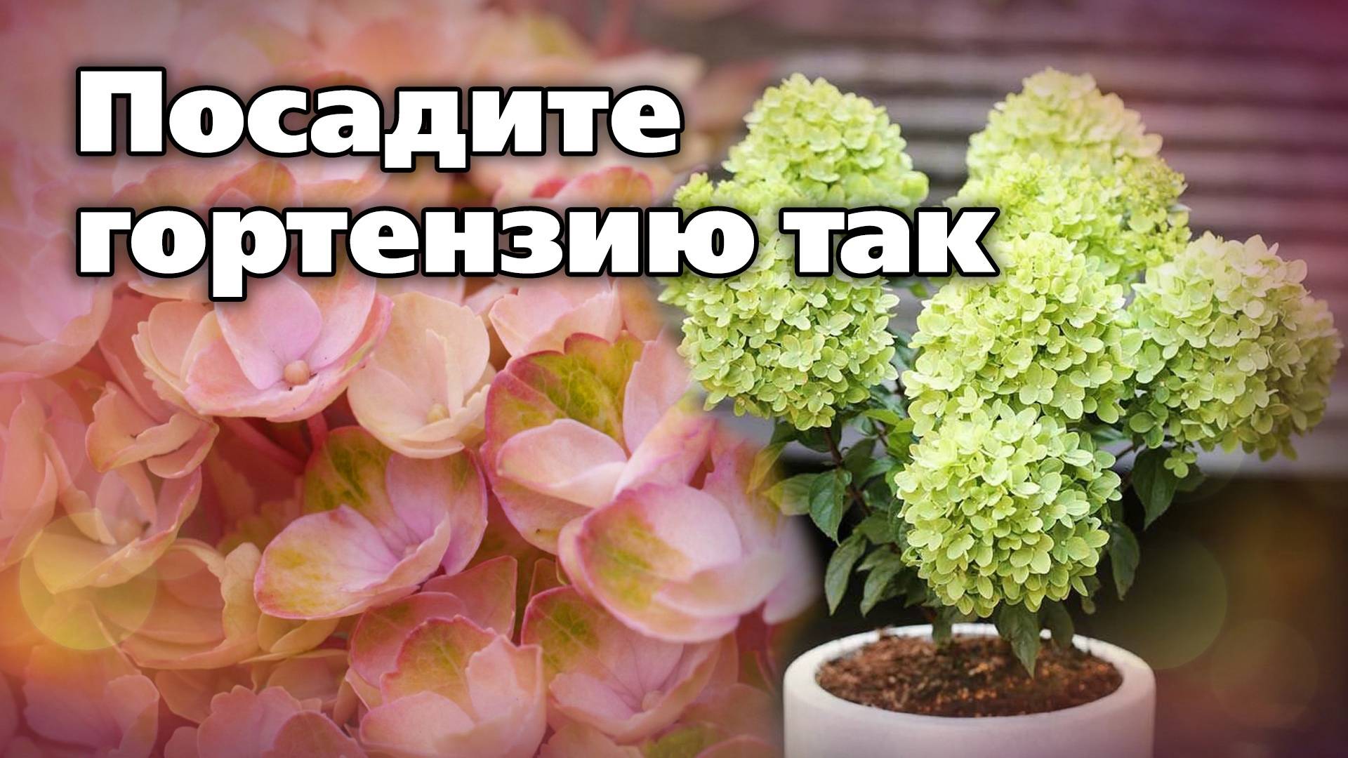 Высадка гортензии в кашпо. Подойдет даже для маленького сада смотреть онлайн