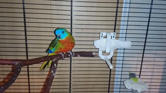 Разведение травяных попугаев: какую клетку, какой домик, сколько яйц.... смотреть онлайн