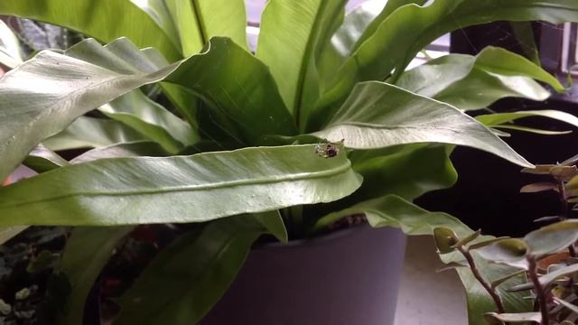 Uloborus Plumipes Beim Einwickeln Der Beute