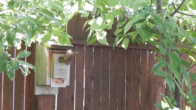 House Wren Natural History смотреть онлайн