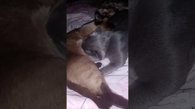 Жорик и Сима #природа #кот #животные #котики #котик #коты #котята #звери смотреть онлайн