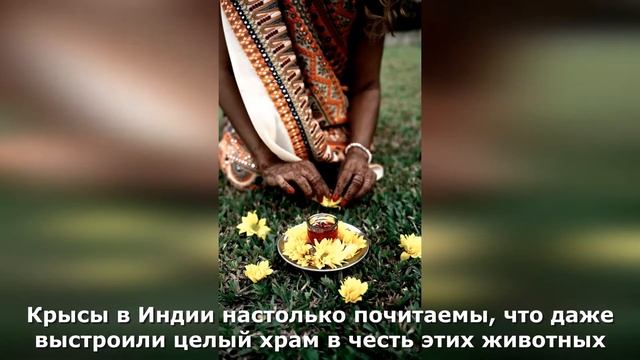 Почему в Индии не любят кошек? 4 основные причины смотреть онлайн