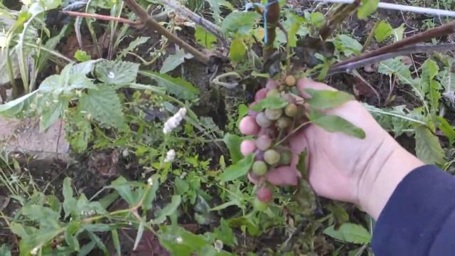 Виноград Свенсон Ред в Ленинградской области. 11.09.2022. смотреть онлайн