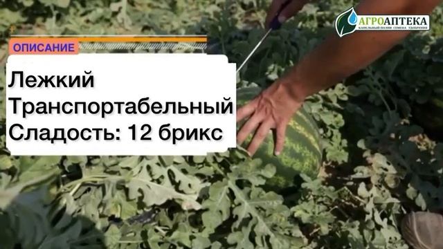 Ультра ранний гибрид арбуза - ЯНГ F1 смотреть онлайн