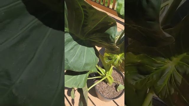 Alocasia Lutea & Alocasia Regal Shield Elephant EarPlant @tsnorthwesttropicals4078