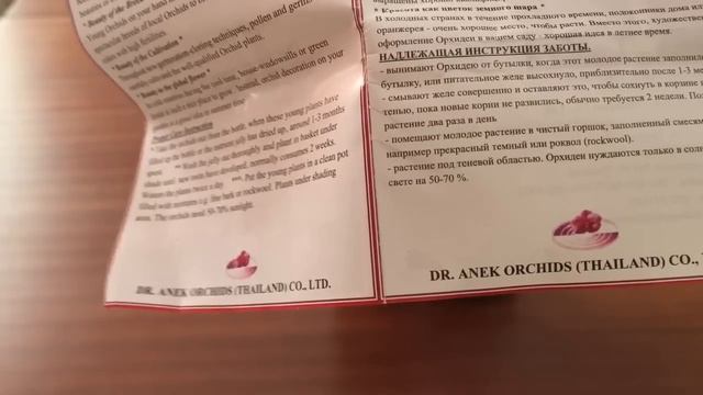 Орхидея в бутылочке Rhynchostylis Gigantea. Розыгрыш сеянца орхидеи! смотреть онлайн