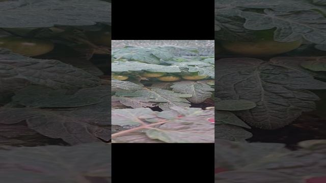 ТОМАТЫ НА ОКНЕ.. смотреть онлайн