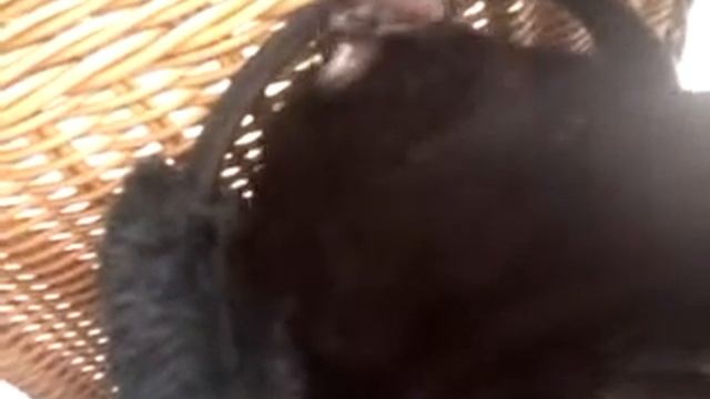 Toothless Grooming Headphones смотреть онлайн