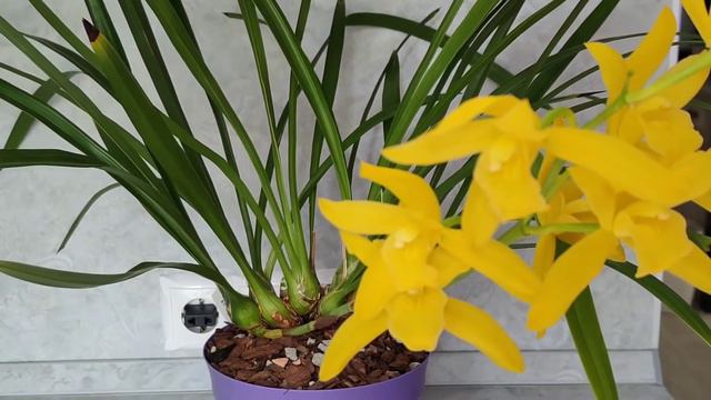 Cymbidium Golden Elf