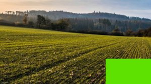 Когда сеять озимую пшеницу для высокой урожайности?