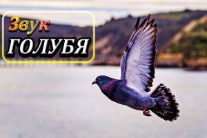 Голуби воркуют | Звуки Голубя | Звуки птиц | Природа