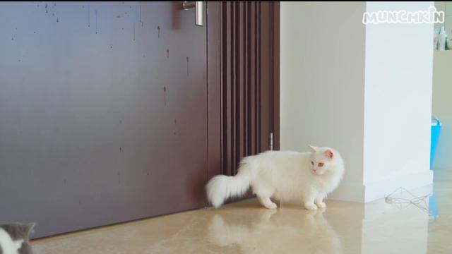 Cats vs Bubbles смотреть онлайн