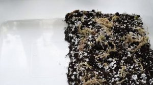 Подготовка грунта и пересадка Асплениума | Находим приятное в уходе за растениями