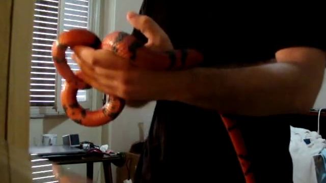Lampropeltis Triangulum Hondurensis Tangerine смотреть онлайн