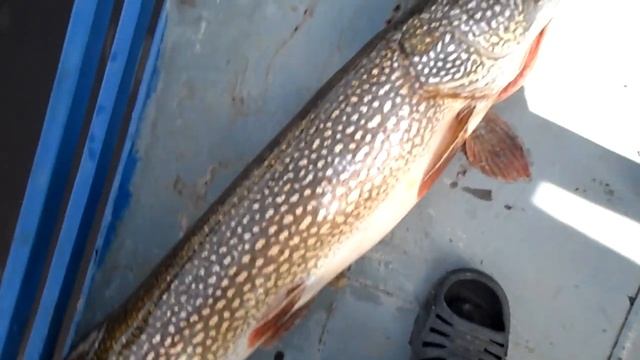 щука 16 кг смотреть онлайн