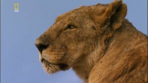 Планета хищников 1 серия «Лев» (документальный сериал, 2007)