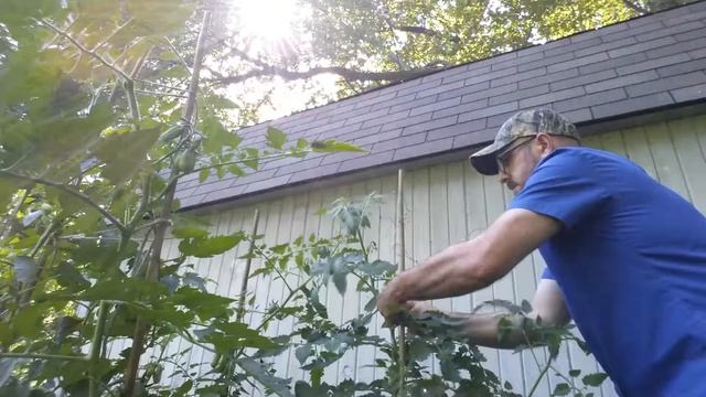 DRILLING SAN MARZANO TOMATOES смотреть онлайн