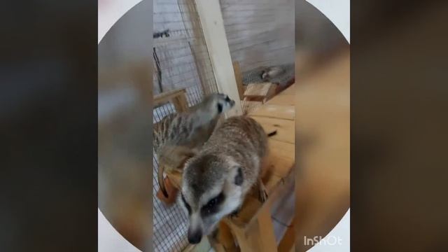 Детские развлечения Часть 1: контактный зоопарк (в мире животных).