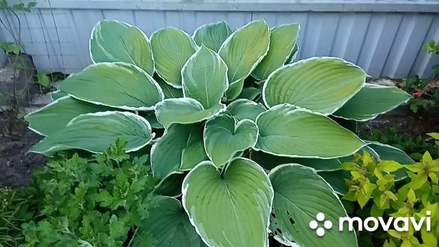 Хоста кучерявая! Разновидность хосты и её размеры ! смотреть онлайн