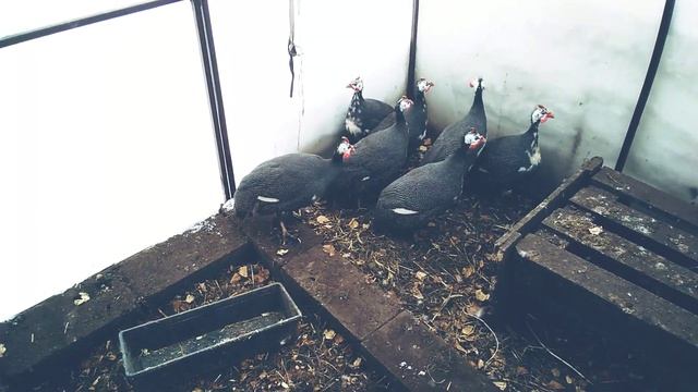 #ЦЕСАРКИ Стоит ли заводить цесарок? Мой опыт содержания. Плюсы и минусы разведения смотреть онлайн