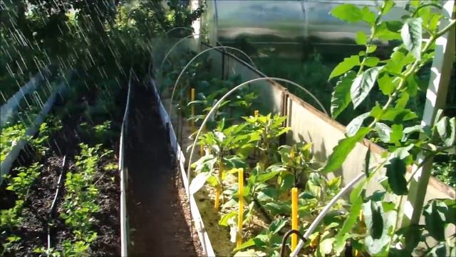 ЖАРА! ПОЛИВ! ЗЕМЛЯНИКА! БАКЛАЖАНЫ! смотреть онлайн