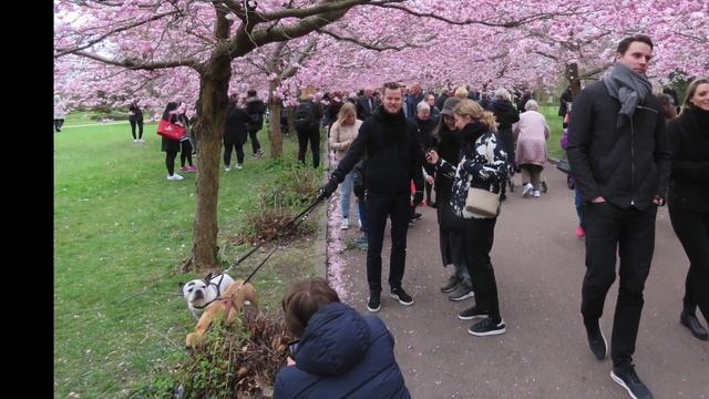 Цветущая вишня! Красота! Cherry blossom смотреть онлайн