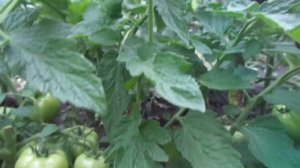 НИЗКОРОСЛЫЕ ТОМАТЫ СИБИРСКАЯ ТРОЙКА И ТРОЙКА - УДАЛЯТЬ ИЛИ НЕТ ПАСЫНКИ? Ольга Чернова.