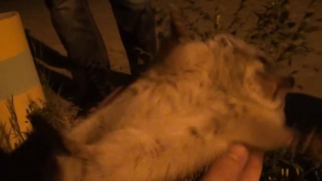 Ёжик смотреть онлайн