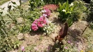 Годеция. ч.14 Роскошное цветение в открытом грунте. 25 июня 2021 года.