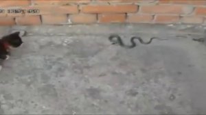 Кошки против змей. Подборка 2018