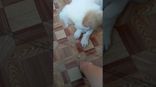 Наш малыш Алабай!👍 смотреть онлайн