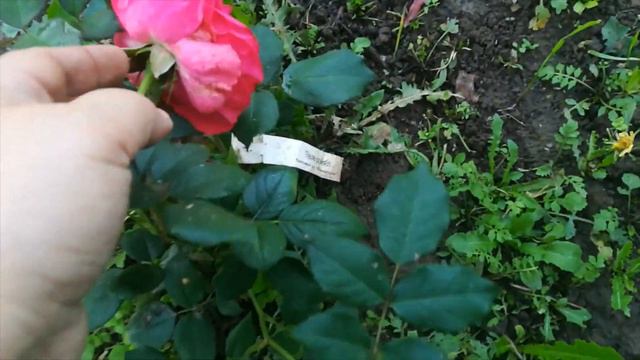 ЧИЩУ САД, ВЫСАЖИВАЮ САЖЕНЦЫ смотреть онлайн