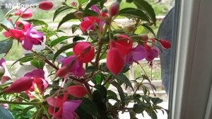 Секреты пышного цветения фуксии.