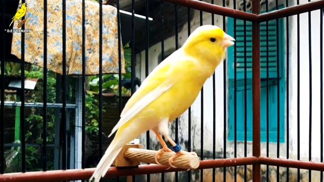 You Would Believe In Your Ears !! Canary's Training Song смотреть онлайн