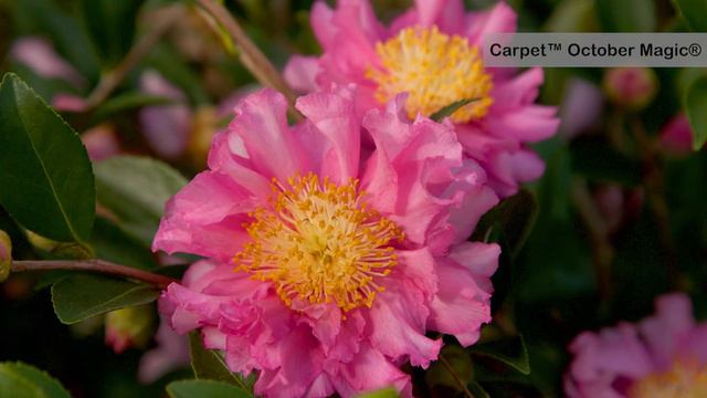 Camellia Collection смотреть онлайн