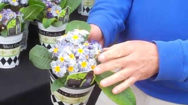 BLUE ZEBRA Primula смотреть онлайн