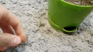 КАШПО С ПРИКОРНЕВЫМ ПОЛИВОМ 0,8 Л, D=12 СМ «НИКА», ЦВЕТ ЯРКО-ЗЕЛЕНЫЙ