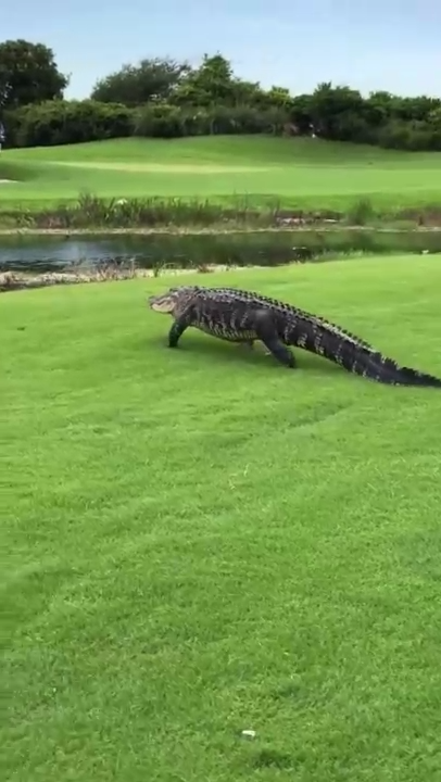 Аллигатор на поле для гольфа смотреть онлайн