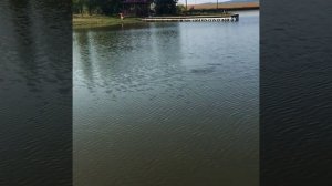 Рыбалка. Гостагаевская. База отдыха «Родные просторы». 24.06.2018.